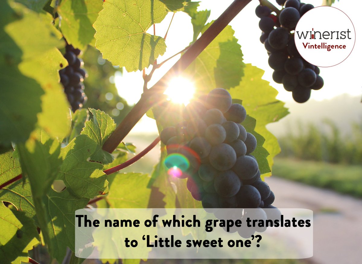 winerist_'s tweet photo. Do you know what name of the grape which translates to ‘Little sweet one’? #Vintelligence https://t.co/cwpE4yt8ZP https://t.co/5nOYdCZ6Sc