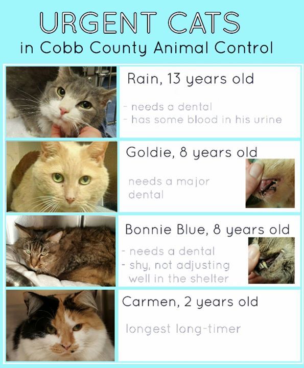 cobbkitties's tweet image. Please SHARE, PLEDGE. These cats need adoption or rescue commitment asap.
Please, use the … ift.tt/2iFwu3D