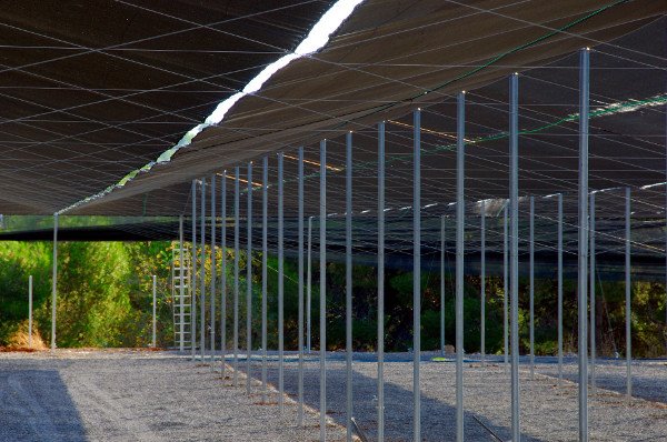 Invernaderos_'s tweet image. ¿Cómo elegir el tipo adecuado de invernadero? #factores #bioclima
invernaderoscampos.es