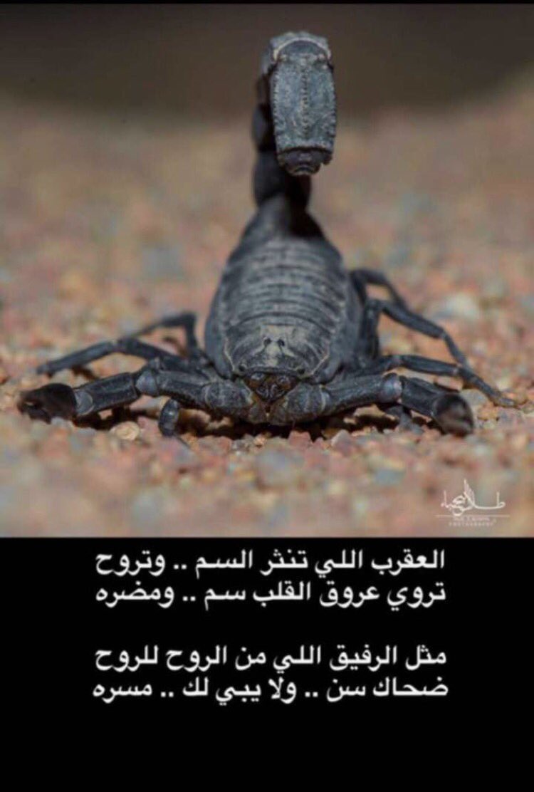 m_abutallal's tweet photo. راقب كيف يتكلم احدهم 
عن الاشخاص الاخرين في غيابهم 
فهذه هي نفسها الطريقة التي يتكلم 
فيها عنك بغيابك 👌🏻
#قروب_الترف_للدعم
#نجوم_الحلا_للدعم https://t.co/0ePPolBYOo