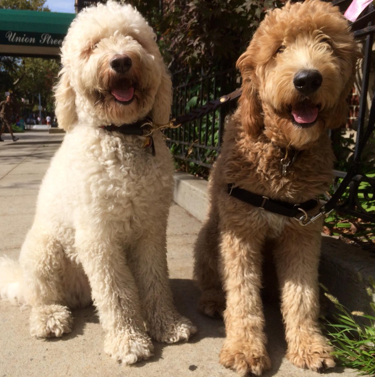 JasonDogWalker's tweet photo. The Doublemint Twins are ready to play.
https://t.co/MkwCajCXAw
#sunshine #winter #brooklynfun #dogs #brooklynfamily https://t.co/Mf6T4B00B6