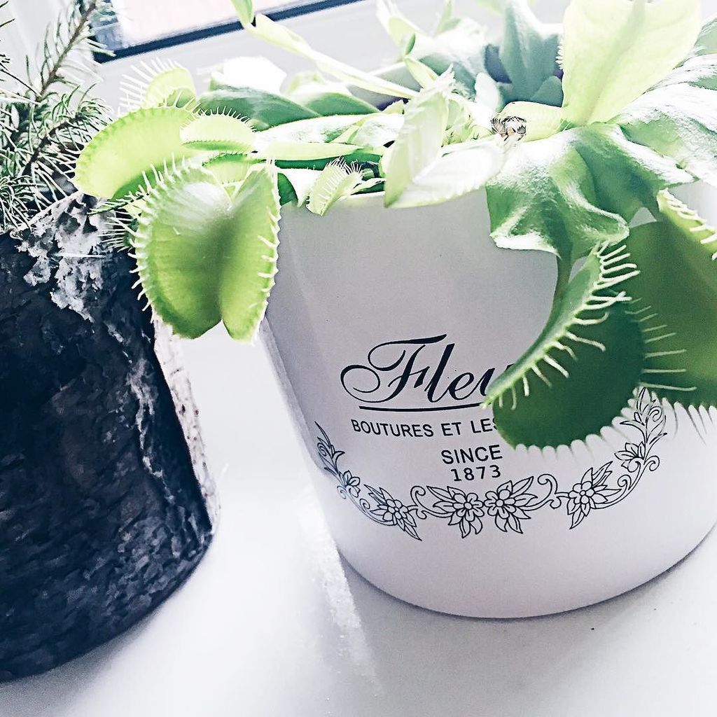 emma__welham's tweet photo. Hubby's one and only plant...it actually scares me a little 🌱
#venusflytrap #givemelilliesanyday #plantsofinstagra… https://t.co/JW9qOSZRV4