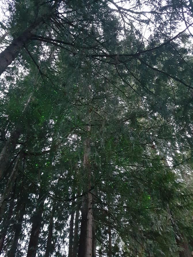 AilsaForshaw's tweet photo. Can you see how twinkly the #ProjectionLights are in the trees? On any size plants - crazy gorgeous! #Lighting 🌴🌳🌲🎄♥️https://t.co/ZgTt9vjmGn https://t.co/RsglyiNJCy