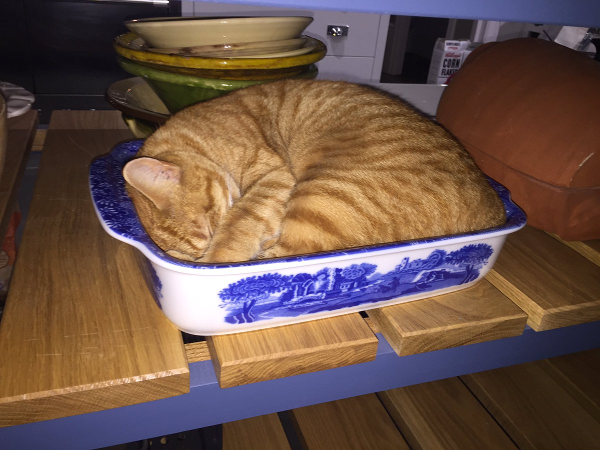 Farmyardfc's tweet photo. @melissajhorton that's nothing. Neville has turned himself into a pie!! #cat #catpie #ginger https://t.co/4Ui6pYKvwB