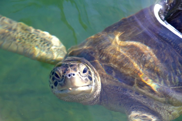 SurfnSunshine's tweet photo. Adopt a Sea Turtle for Valentine's Day #BloggersGo https://t.co/QGJKQ32LbI #travel https://t.co/94czZTsw7m