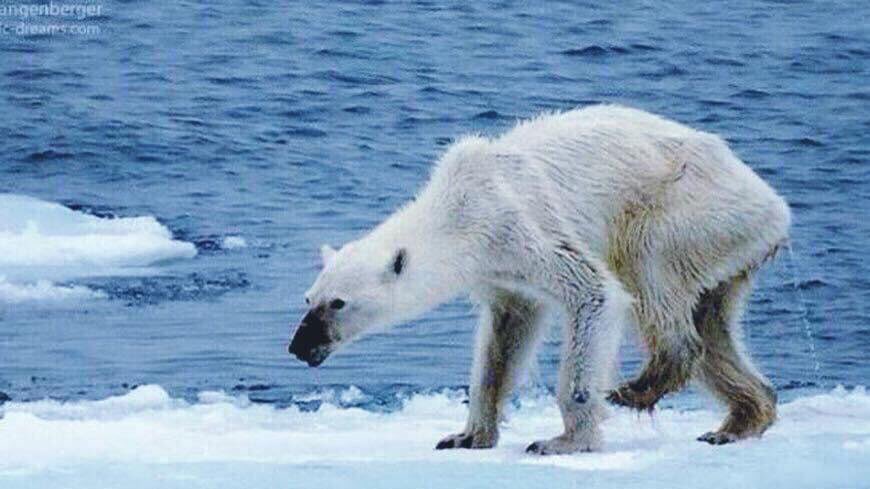 El #CambioClimático es REAL y debemos actuar ya si no queremos sequías, inundaciones y que los osos polares se queden sin comida ni hogar 🆘🌍