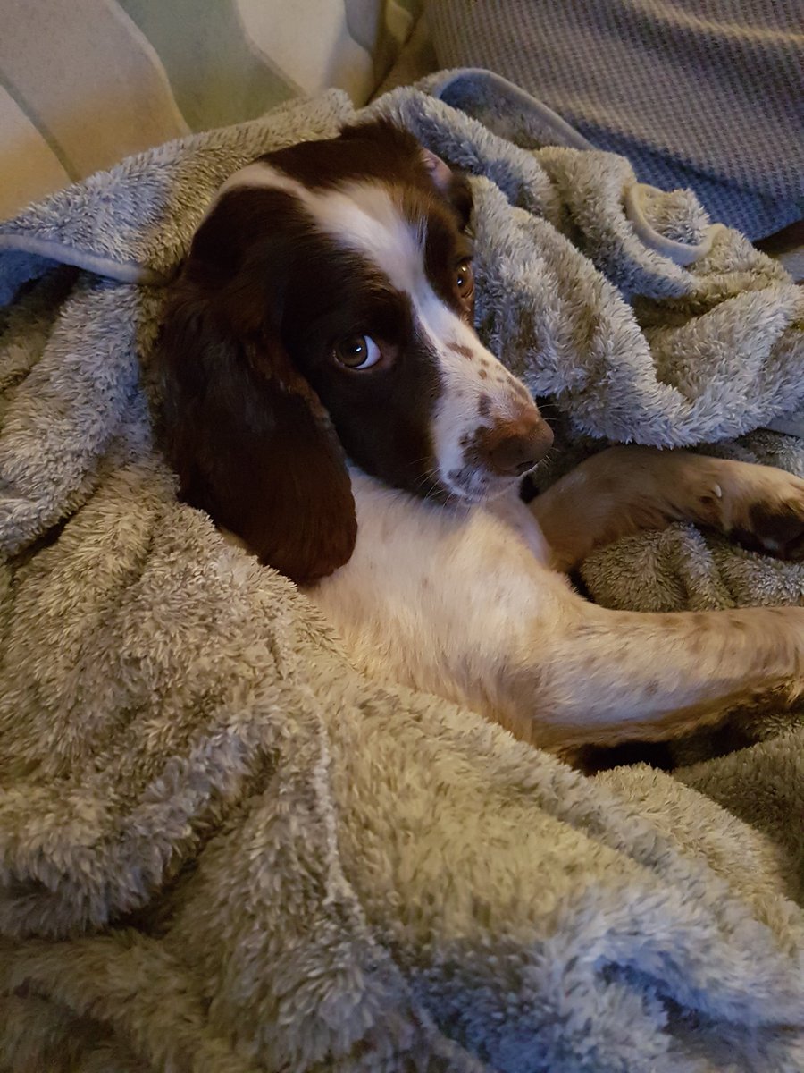 @MadDogPets someone's comfy #ilkley