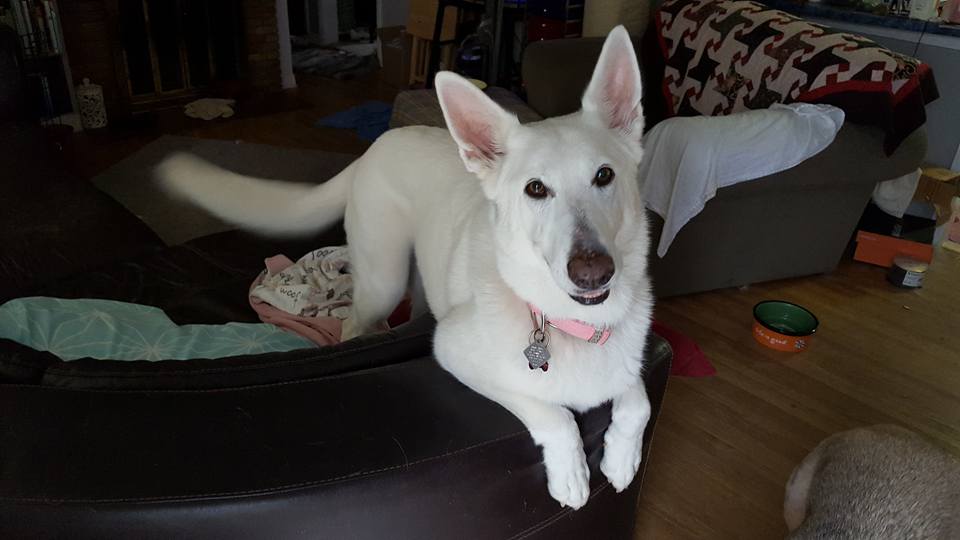 GSDLuna's tweet photo. Look at me. I'm a #cat too.. :-)
#WGSD #GermanShepherd #Alsatian #WhiteGermanShepherd #DogsOfTwitter https://t.co/ONPnv5TnYM