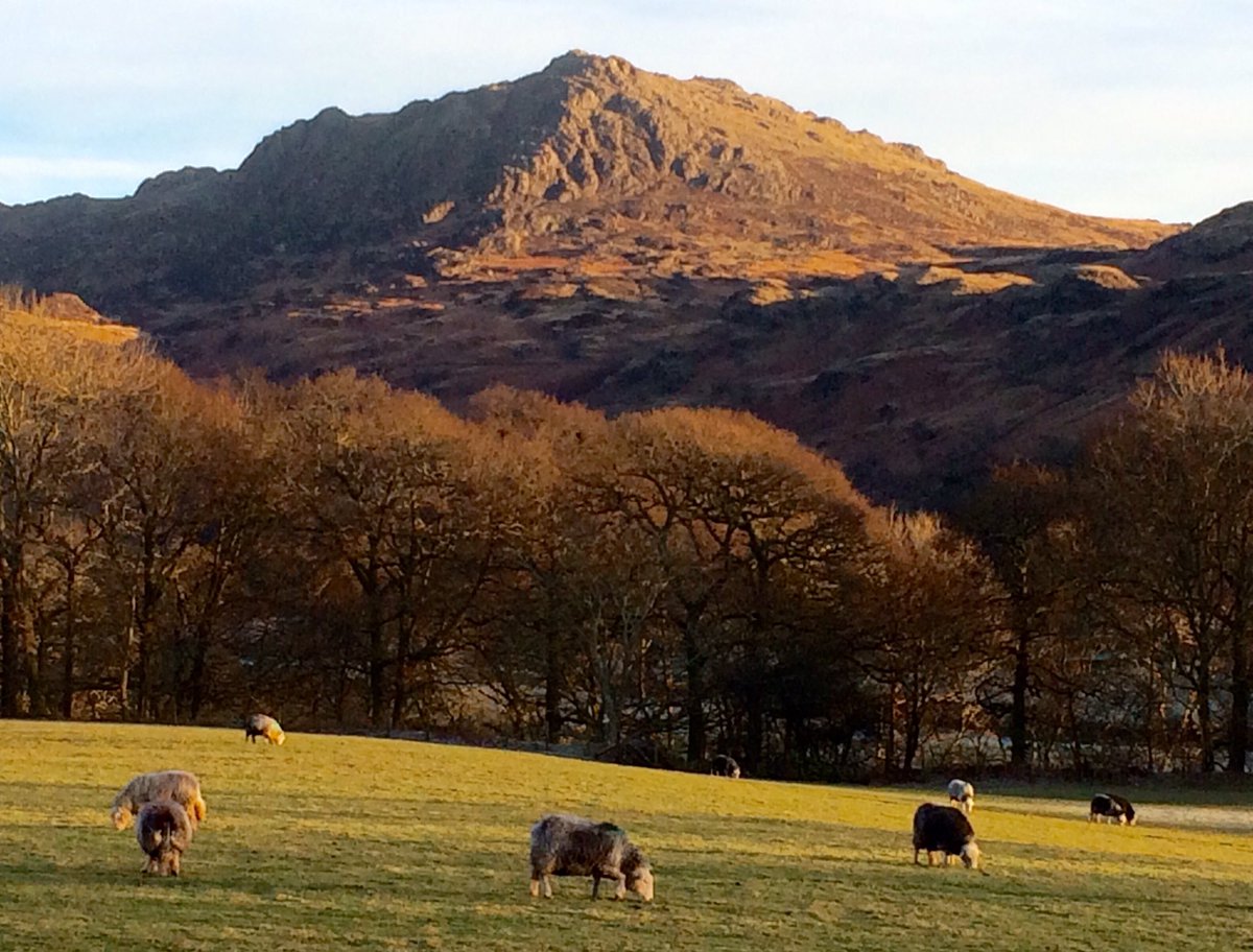 Molly Rosenberg tweet media