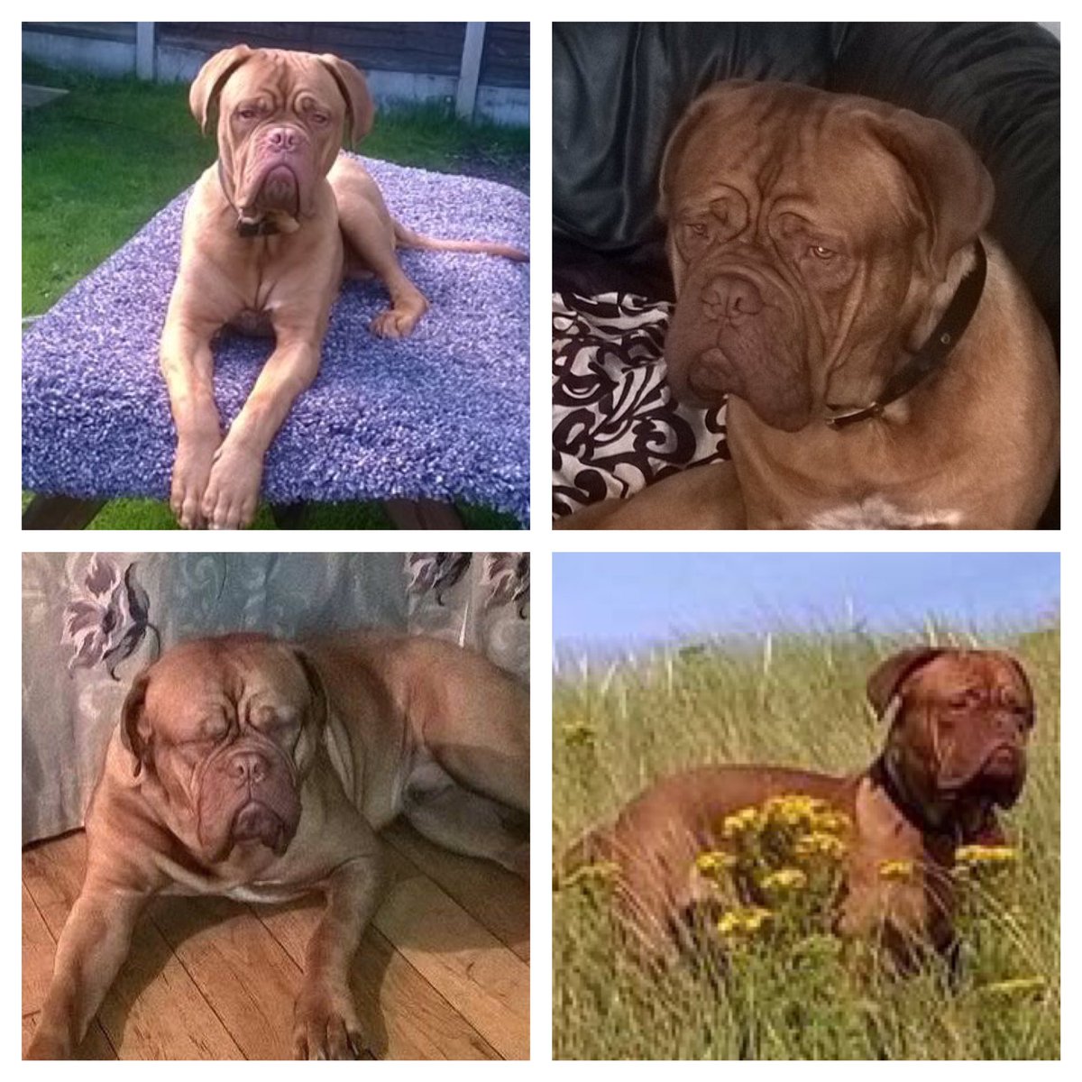 SAMPAuk_'s tweet image. Teddy is out there somewhere! #Missing #dog #HelpMeFindTeddy @HelpMeFindTeddy #Bury #GreaterManchester @DoglostUK doglost.co.uk/dog-blog.php?d…