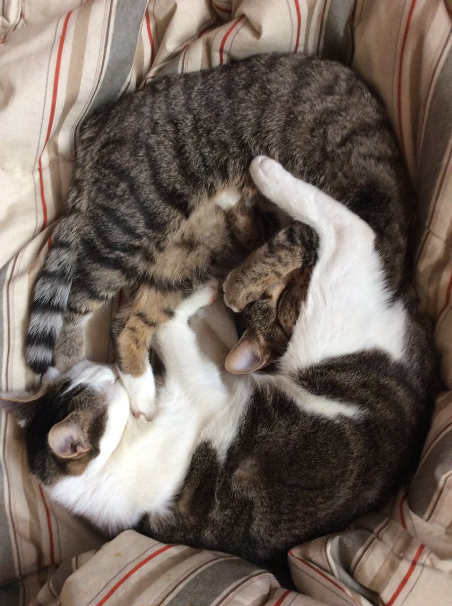 silverridge2010's tweet photo. Yin &amp; Yang kitties https://t.co/KHGB5ToDgQ