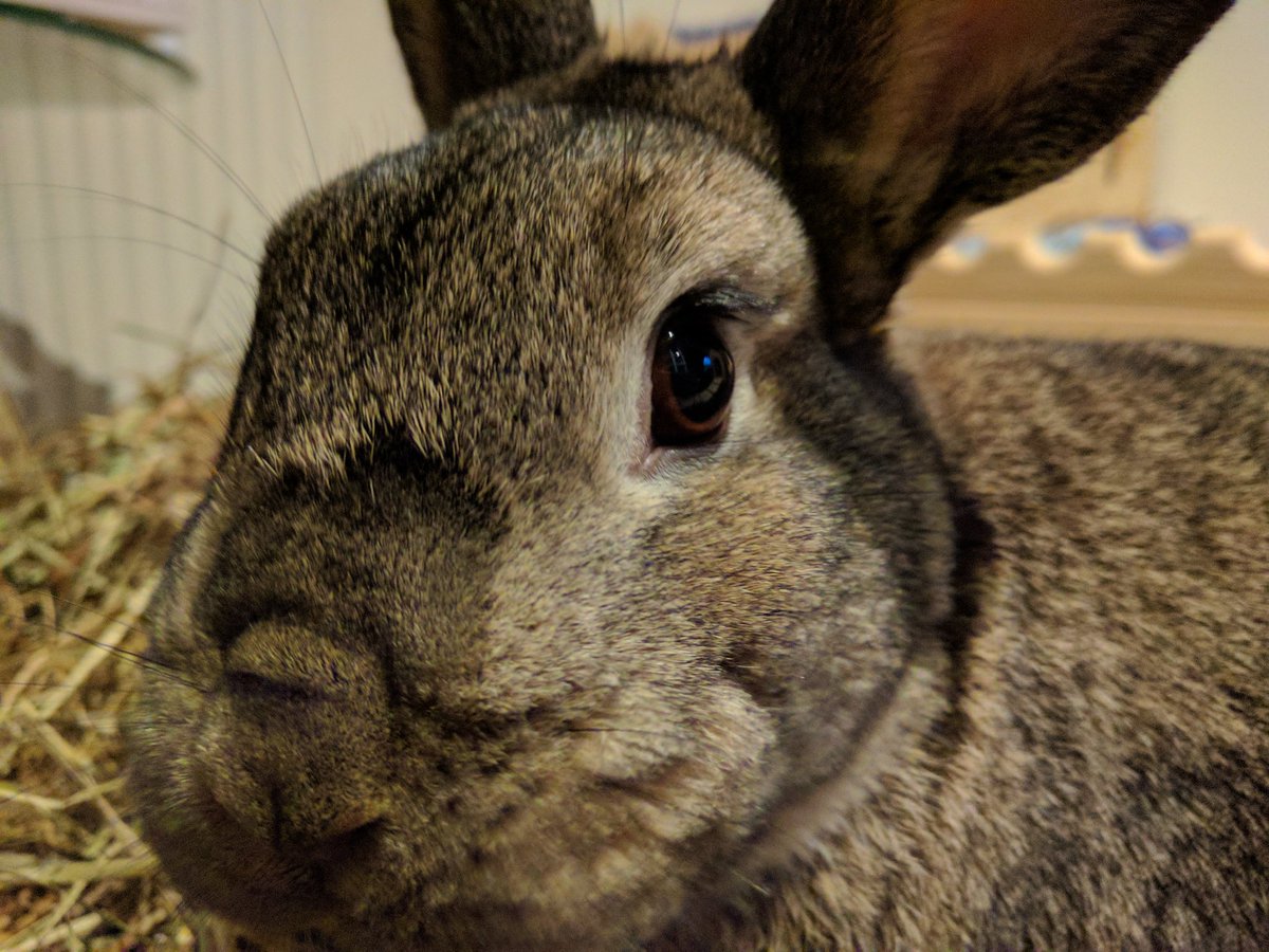 QuadError's tweet photo. Maybe she's bun with it #DemLashes #OlwenThorswif https://t.co/lOXq8svW4S