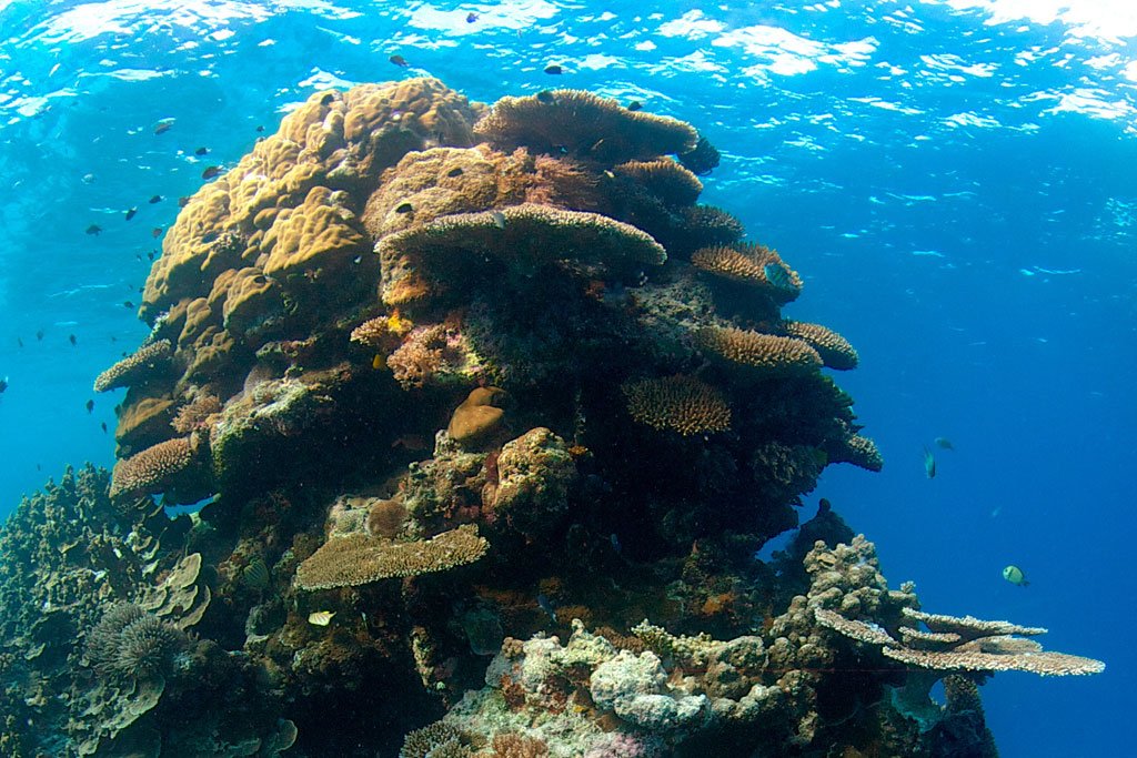 Environnement: le changement climatique accroît le blanchiment sévère des coraux, selon 1 étude soutenue par @UNEPfr bit.ly/2hXhKw3