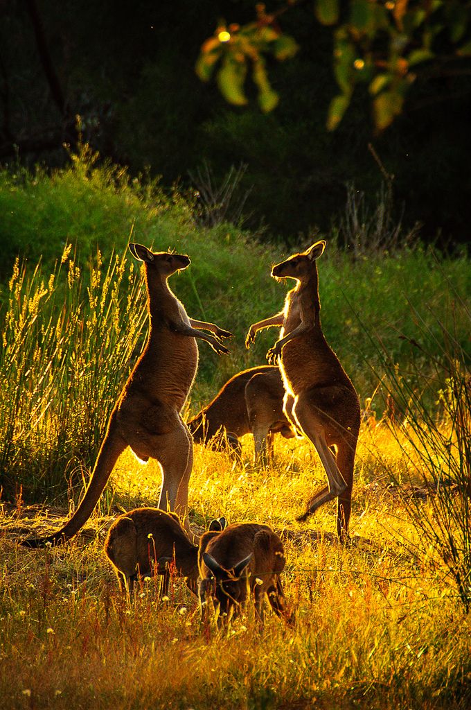 Knock Knock

Who's there?

Akam

Akam Who?

Aka marama kangaroo
Chineke mo,
Aka marama