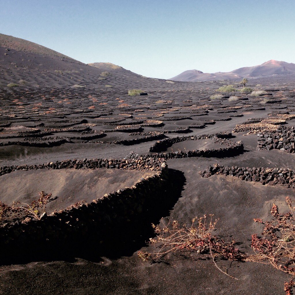giuseppedc90's tweet photo. Volcanic terroir @lanzarote ! Special day yesterday visiting #bodegas and tasting #VolcanicWines. @johnszabo book is a must to learn more... https://t.co/BfehPOBkw3
