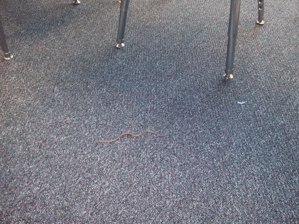 rivt2016's tweet photo. Snakes on a plane?  Not at Sims. We had a snake in our ESOL classroom. Guess he was bilingual. https://t.co/un1Zaiceje