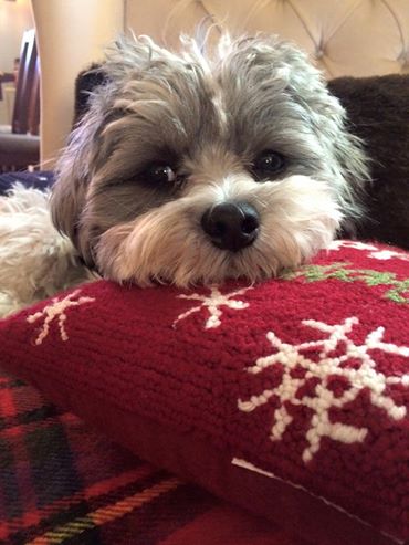 PeppermintPlaid's tweet photo. Cold and blustery. Violet is hoping for snow... #havanese #rescuepuppy #AdoptDontShop #puppy https://t.co/5hbEW8I449