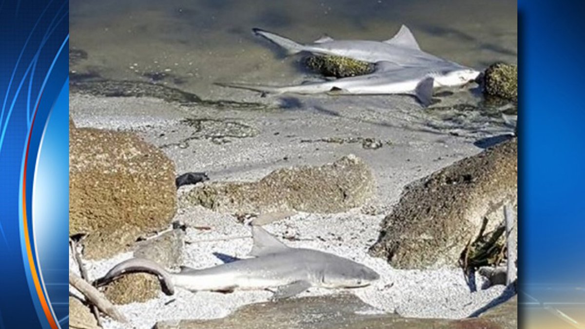 Sharks dumped, left to die inside Florida park bit.ly/2iIYRvR https://t.co/qu1MjGxE7V