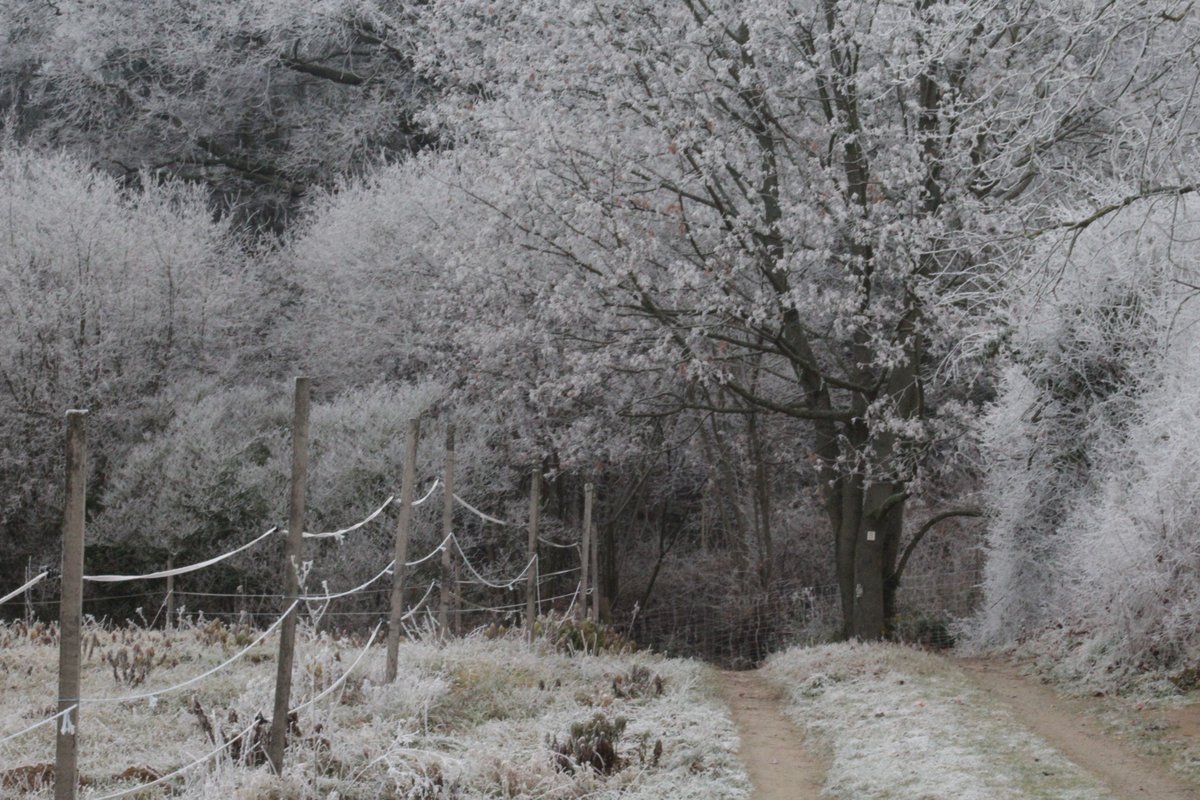 DancingPolygon's tweet image. tmblr.co/Zb5tei2GnOgE7  - Just A Tree // Dancing Polygon  #photography #atmosphere #winter #nature