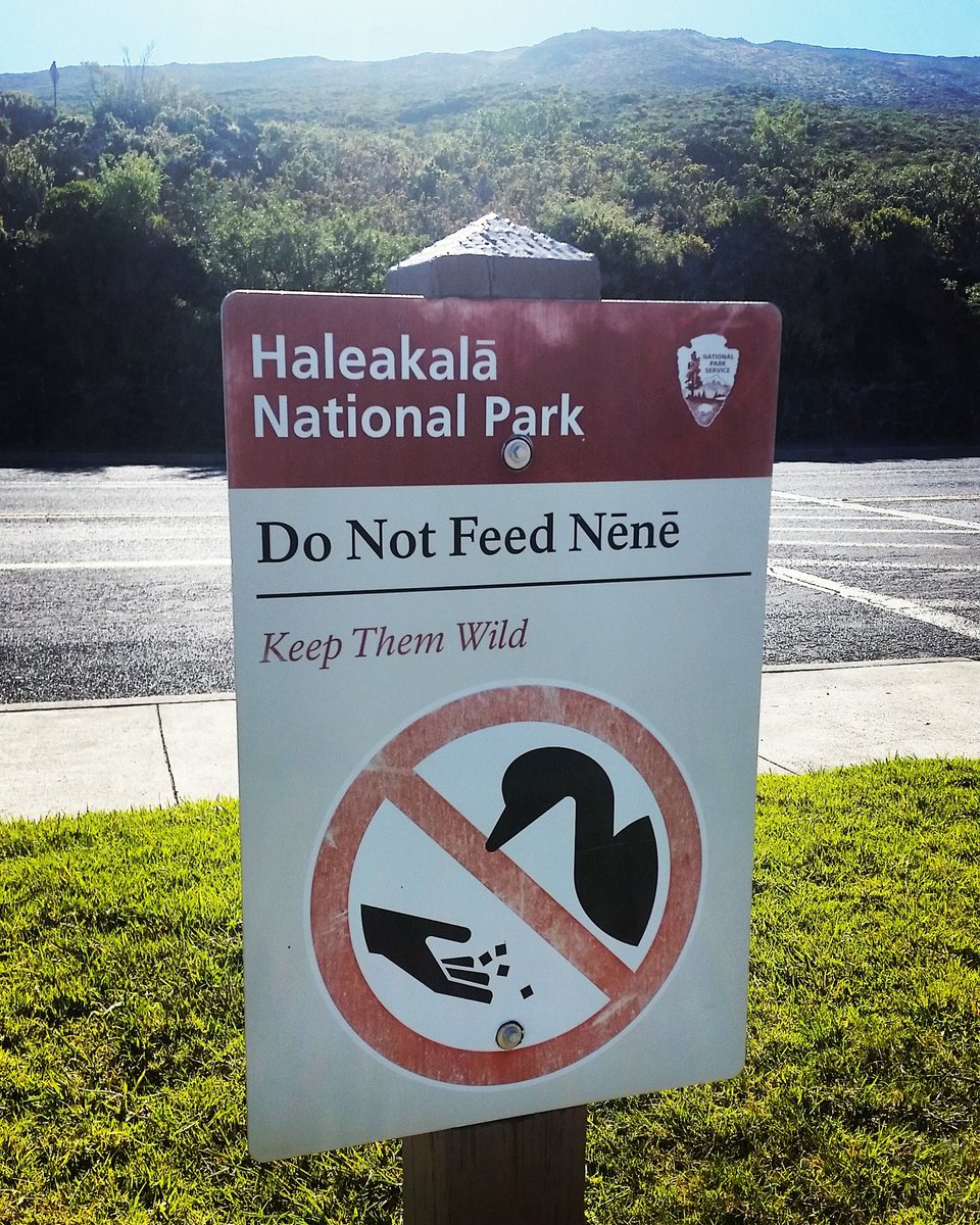 majorajay's tweet photo. Watch me whip. #watchmenene #maui #haleakala #hawaii https://t.co/wV4Qna2aXm