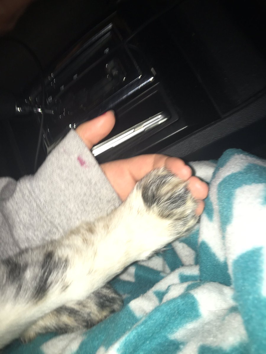 MelaynaStaffen's tweet photo. When the puppy holds your hand all the way home. 😍😍😍 https://t.co/XjRoevRhaG