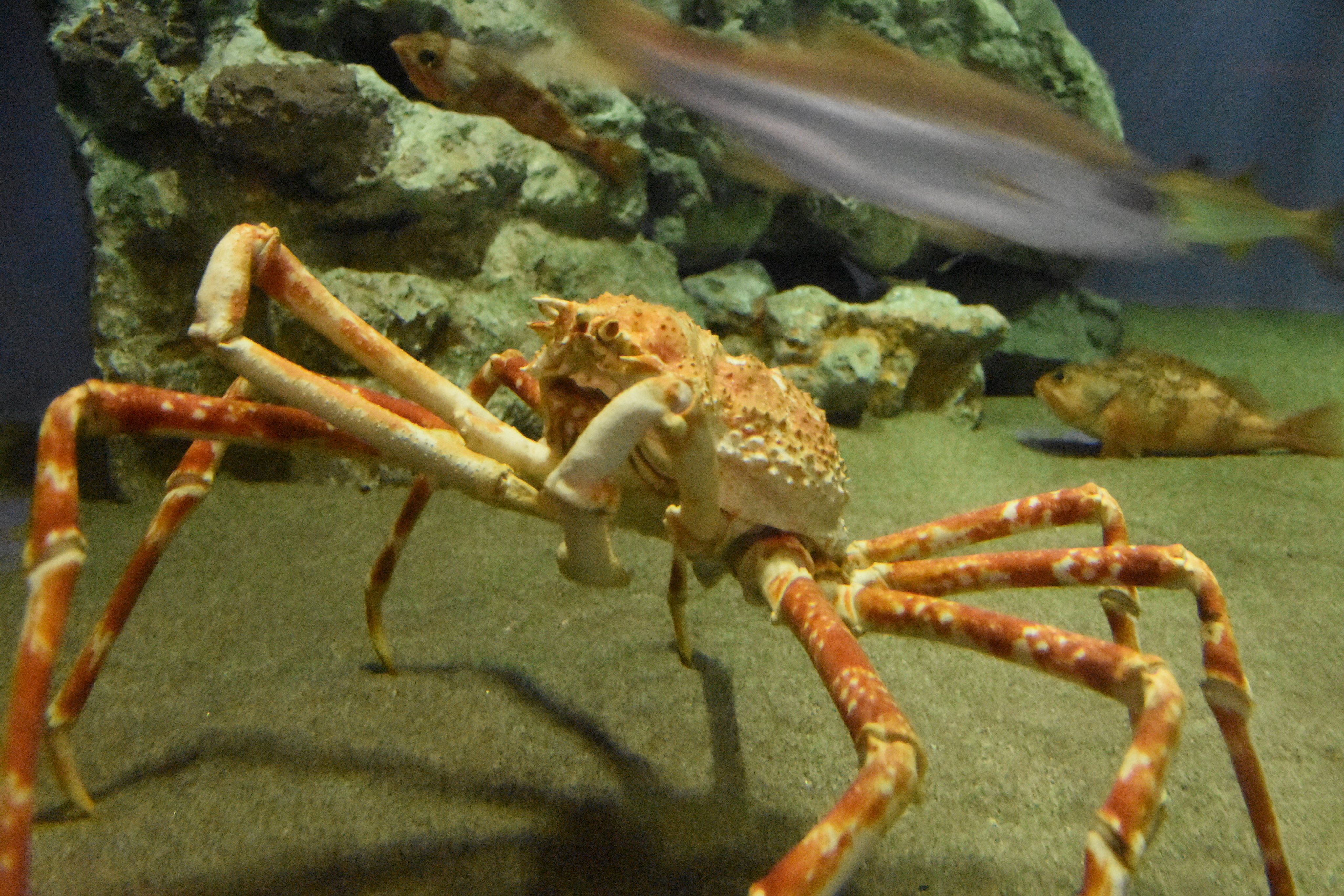 葛西臨海水族園 公式 そして カニ 大きいものは 深海の生物 水槽でタカアシガニを 小さいものはしおだまりコーナーや東京の海エリアのいろいろな水槽で展示しています あん かさりん T Co Oetx9f6e9c Twitter