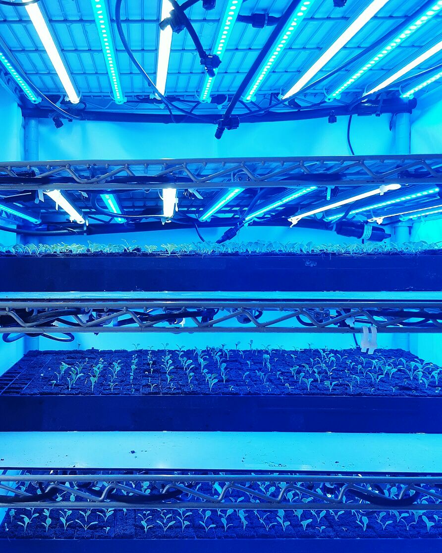 TigerCornerFarm's tweet photo. Sprouting our latest blue light special. 🌱
#urbanfarming #aeroponics #containercrops #sprouts #bluelight https://t.co/dnjJZOCxpn
