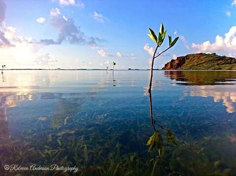 VIAdventures's tweet photo. Take a little trip to our mangrove lagoon... https://t.co/p2WMpxcnQ3