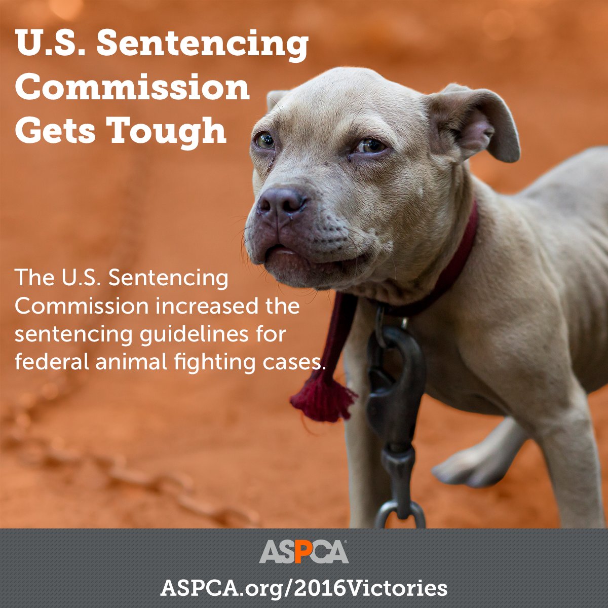 ASPCA's tweet image. The U.S. Sentencing Commission decides to #GetTough on dog fighting &amp;amp; nine other legislative wins of 2016! bit.ly/2iFtYur