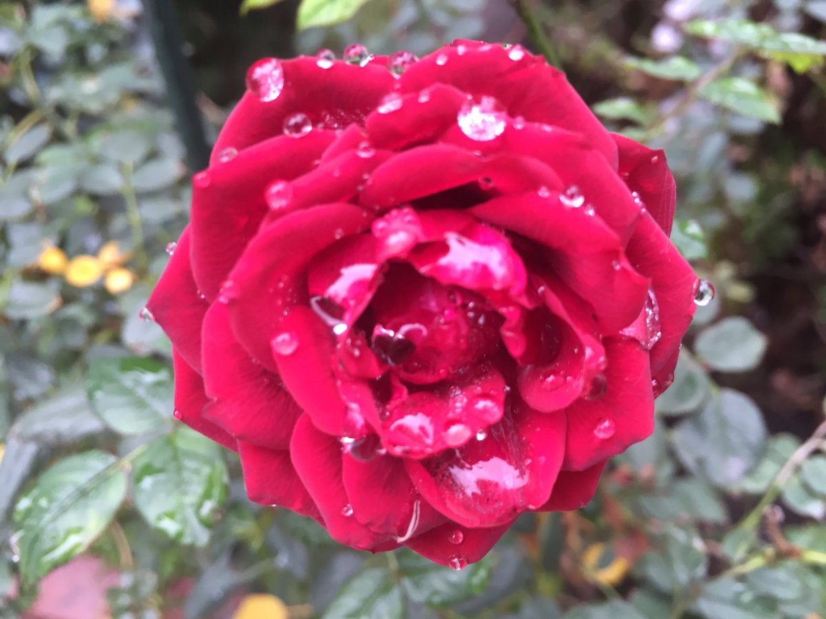 measterson's tweet photo. Thursday Blooms: Red Roses in the rain.
 #flowers #redroses #roses #rainyday  #mygarden #homegrown #beauty #nature #momlife #nofilter https://t.co/uqoMYLGVdw