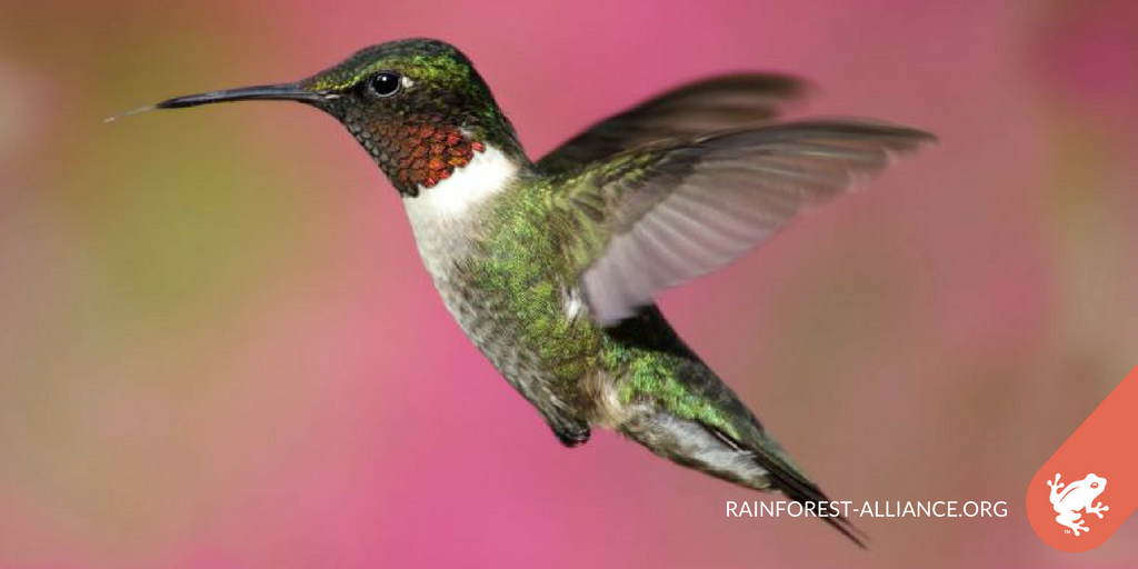 In honor of #NationalBirdDay, learn how #RainforestAlliance Certified farms help to protect migratory #birds: bit.ly/RA-MigratoryBi…