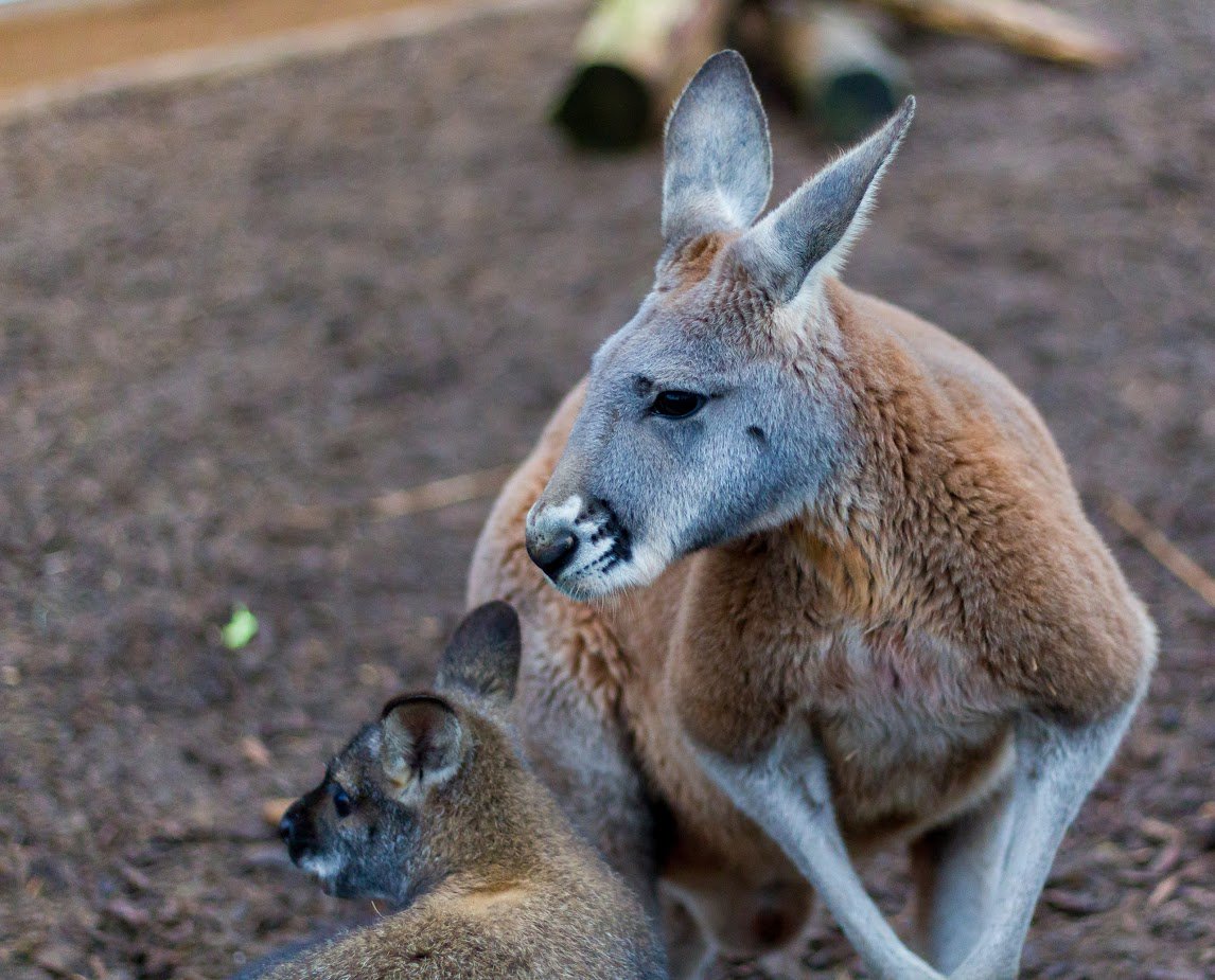 VenturaWP's tweet photo. Check out our brand new twitter page dedicated to #VWZOOGARDENS. Follow us for all the latest zoo news from Ventura Wildlife's Zoo Gardens https://t.co/AfjuEHUxph