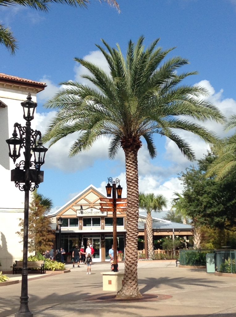 NewellStevi's tweet photo. What a beautiful view! #palmtrees #GoodLife #Sunshine #Florida #Christmas2016 https://t.co/jlXF3bq1KK