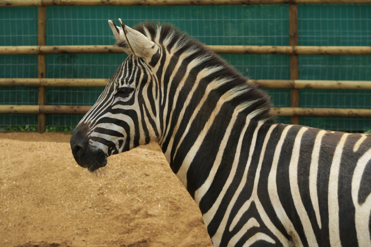 VenturaWP's tweet photo. Check out our brand new twitter page dedicated to #VWZOOGARDENS. Follow us for all the latest zoo news from Ventura Wildlife's Zoo Gardens https://t.co/AfjuEHUxph