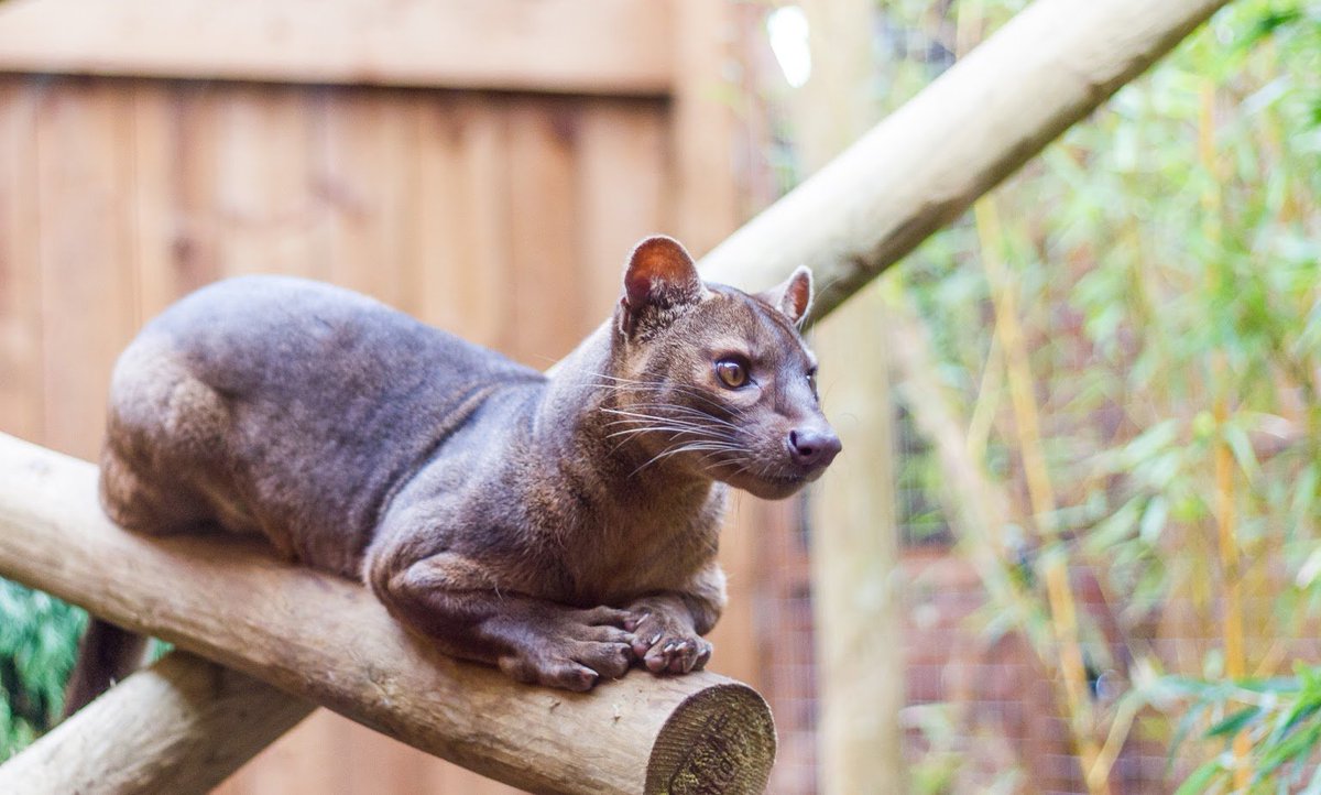 VenturaWP's tweet photo. Check out our brand new twitter page dedicated to #VWZOOGARDENS. Follow us for all the latest zoo news from Ventura Wildlife's Zoo Gardens https://t.co/AfjuEHUxph