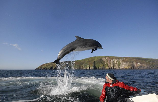 GoIrishTours's tweet photo. Fungi the Dolphin in Dingle, Co.Kerry https://t.co/o1Rytz799O