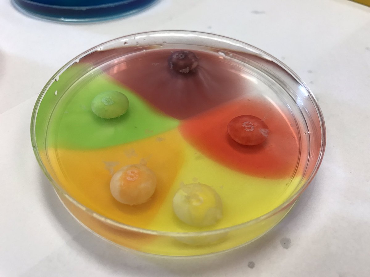 RascalDavies's tweet photo. Expolrimenting with Skittles and food coloring! #WinterPD #NGSS @RowlandSchools https://t.co/nOKAeaOvnD
