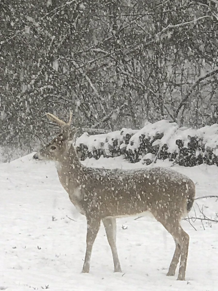 pullen_kelly's tweet photo. #WAVE3Snow https://t.co/GUuV6Y0sge