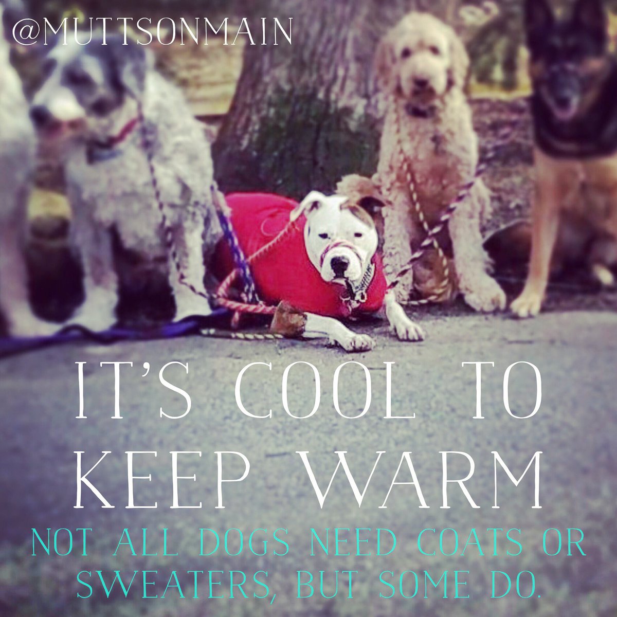 MuttsOnMainNJ's tweet image. If you dog has short hair, is small, or doesn't normally do well in cold weather, put a jacket on your dog.  #muttsonmain