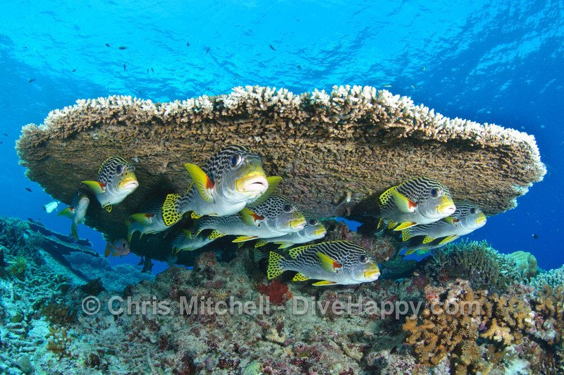 divehappy's tweet photo. Diving Tubbataha Reef Podcast https://t.co/8zVktfN9dB…  Yvette Lee explains why it’s the greatest dive spot in the Philippines https://t.co/TJEcTTcpxR