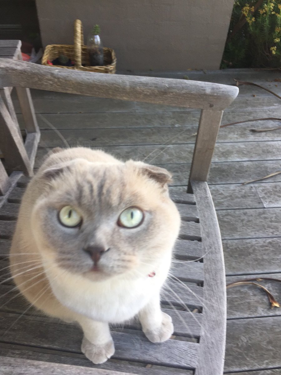 Murphy_yolo's tweet photo. Hello! #murphy #yolo #2k16 #cat #kitten #cute #CuteAnimals https://t.co/JInYhGnc6f