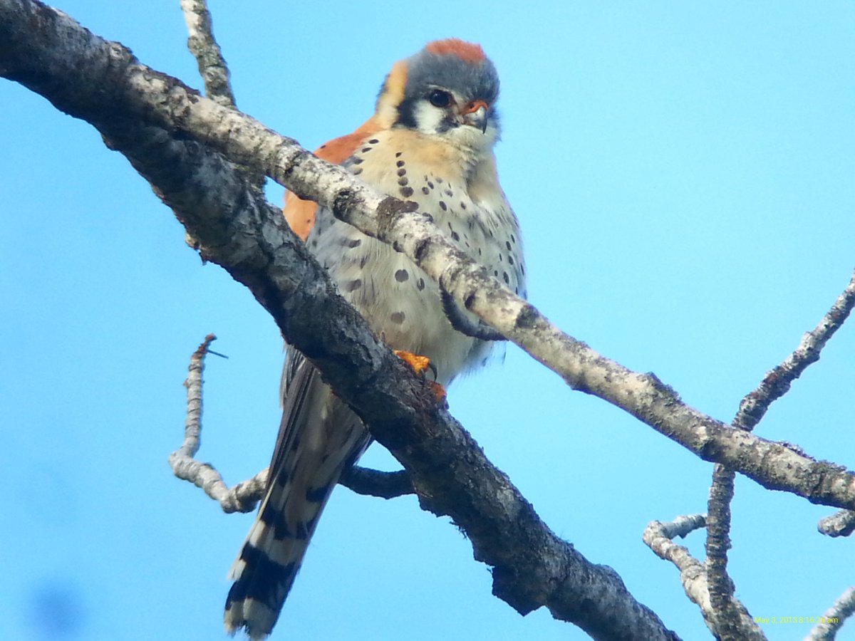 Clayton Lamb tweet media