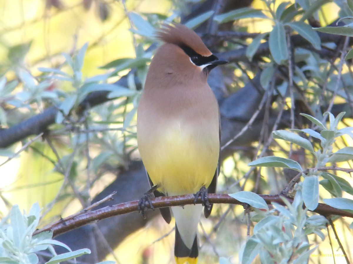 Clayton Lamb tweet media