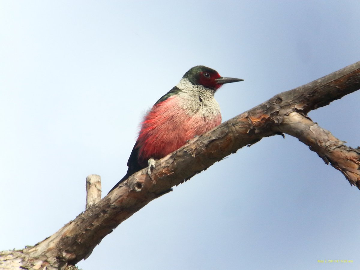 Clayton Lamb tweet media