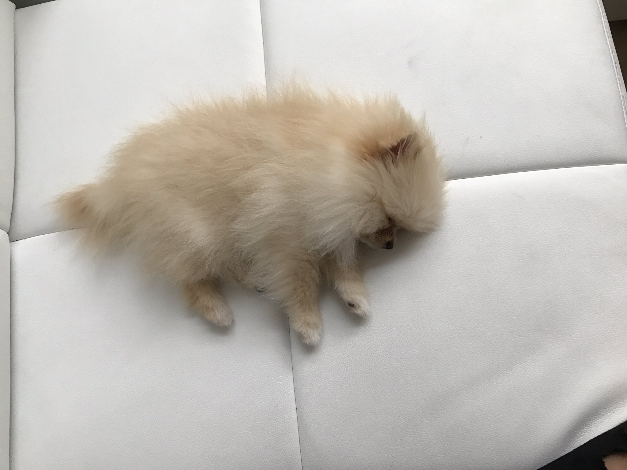 rclbeauty101 puppy levin on quot my fell asleep https t co u3w6oc5wxn quot rclbeauty101 puppy levin on quot my fell asleep https t co u3w6oc5wxn quot