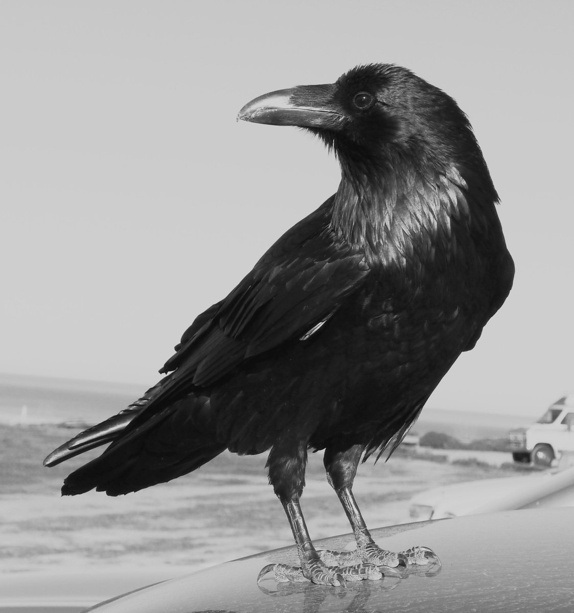 tracey depellegrin tweet media