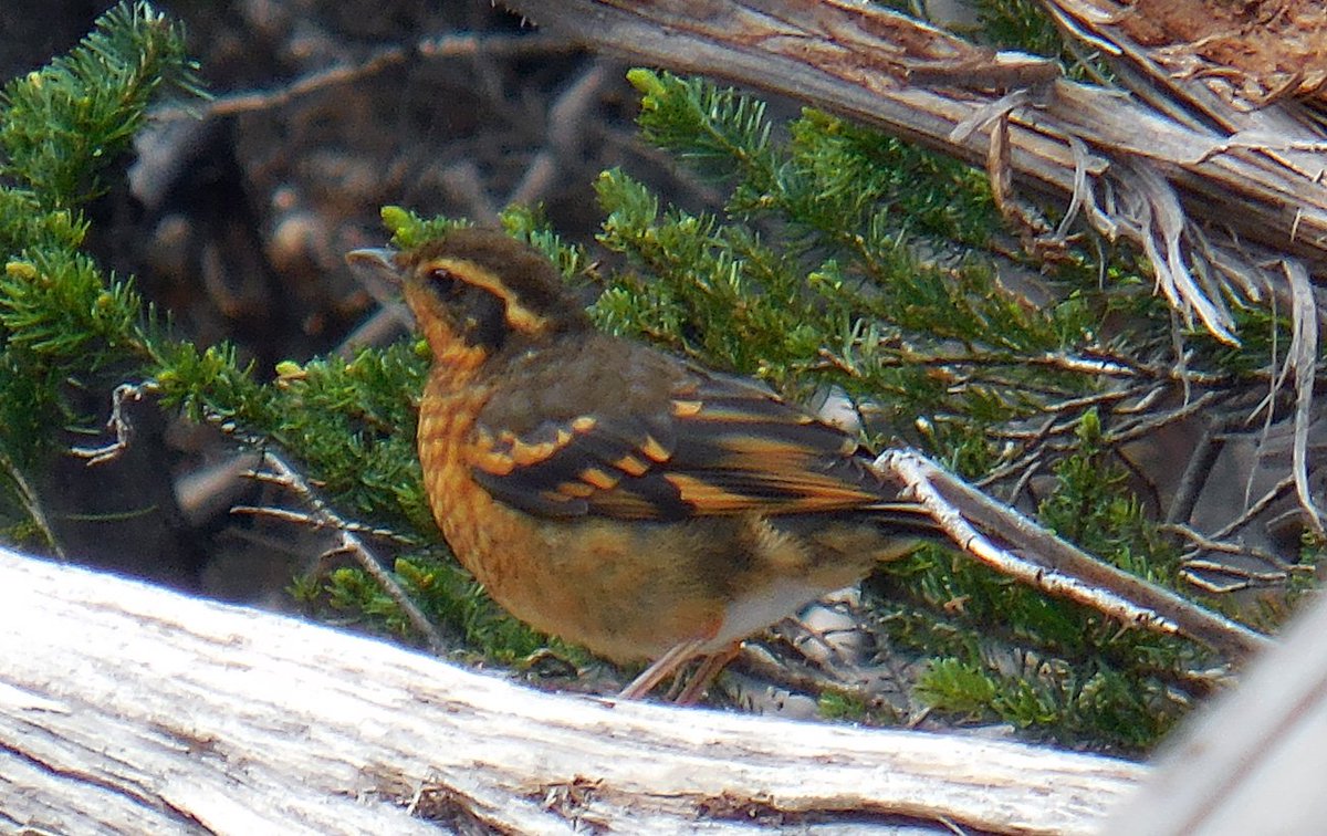 varied thrush perched on a log