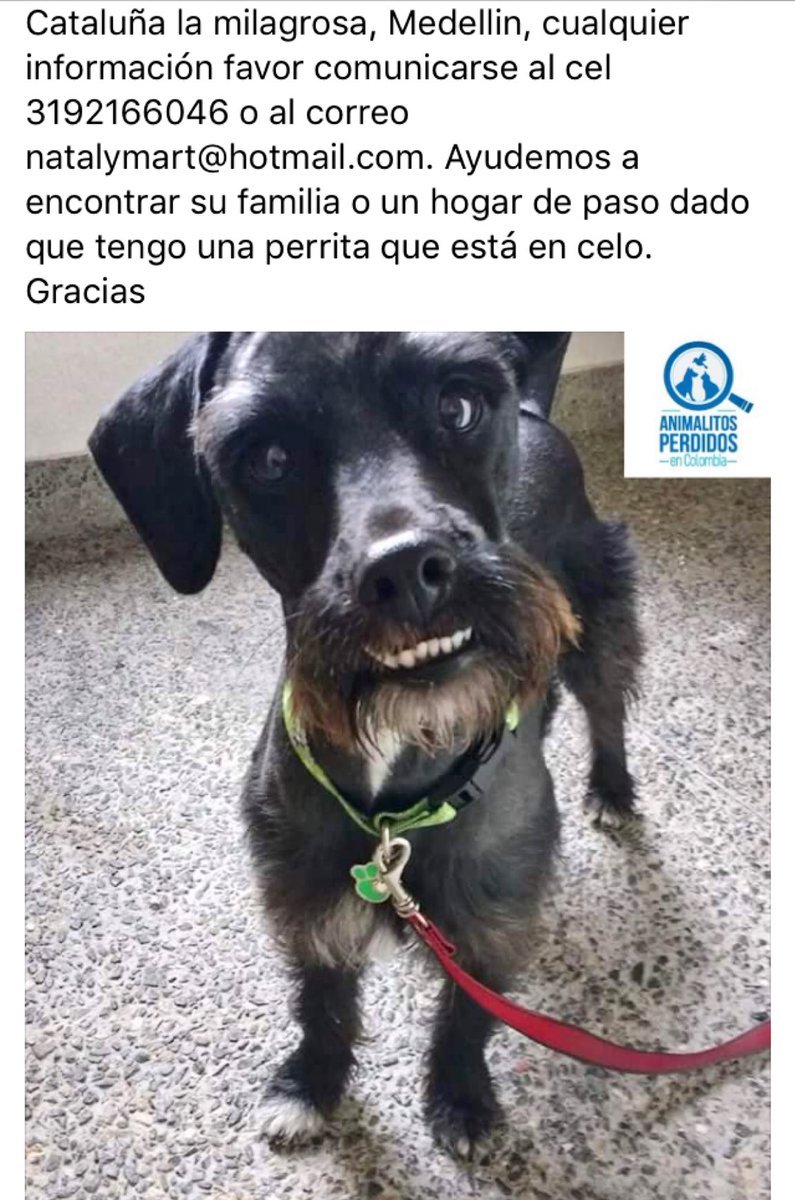losbuscamos_col's tweet photo. Encontrado perro  schnazuer negro en Cataluña la milagrosa medellin. #AnimalitosPerdidosCol https://t.co/zRPd9wp6bg