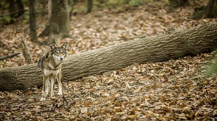 Looking For Some Family Fun This Winter? Check Out Kroger's BOGO Days At Knoxville Zoo!
zooknoxville.org/event/kroger-b…