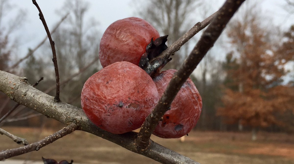LindsayThomasJr's tweet photo. Many "improved" persimmon varieties are bred to be hand-picked. Hold fruit too long to be good for wildlife. These are rotting on the limb. https://t.co/Dyi8bUWooB